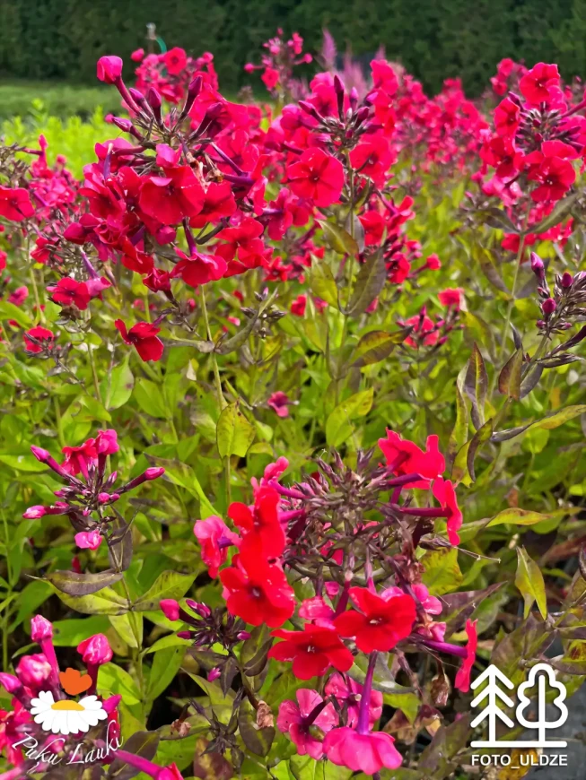 Phlox paniculata   'Miss Mary'